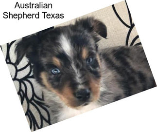 Australian Shepherd Texas