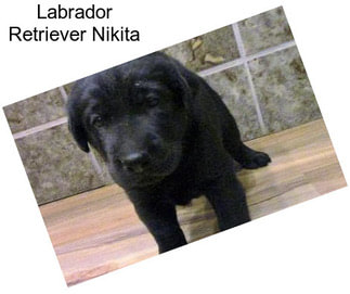 Labrador Retriever Nikita