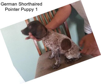 German Shorthaired Pointer Puppy 1