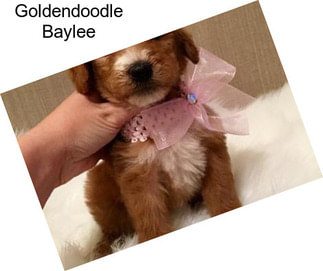 Goldendoodle Baylee