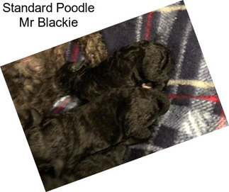 Standard Poodle Mr Blackie