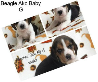 Beagle Akc Baby G