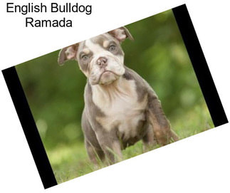 English Bulldog Ramada