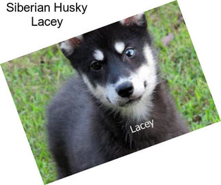 Siberian Husky Lacey