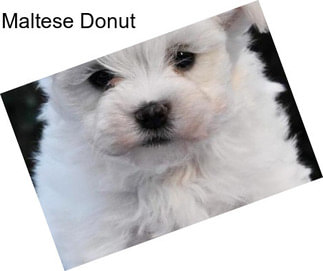 Maltese Donut