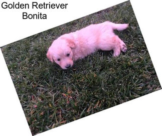 Golden Retriever Bonita