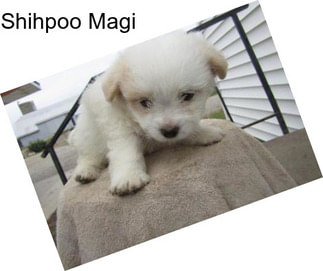 Shihpoo Magi