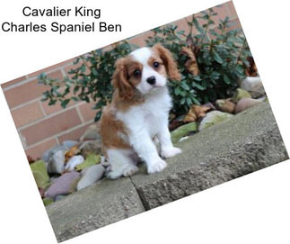 Cavalier King Charles Spaniel Ben