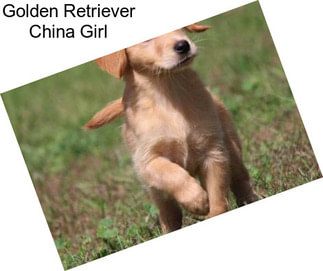 Golden Retriever China Girl