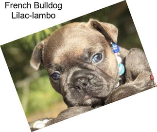 French Bulldog Lilac-lambo