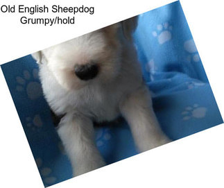 Old English Sheepdog Grumpy/hold