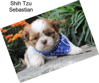 Shih Tzu Sebastian