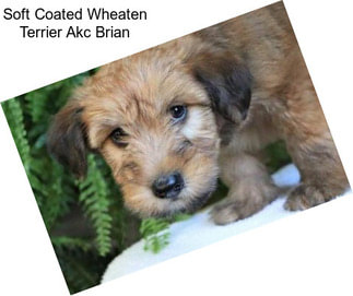 Soft Coated Wheaten Terrier Akc Brian