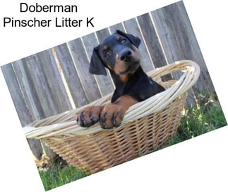 Doberman Pinscher Litter K