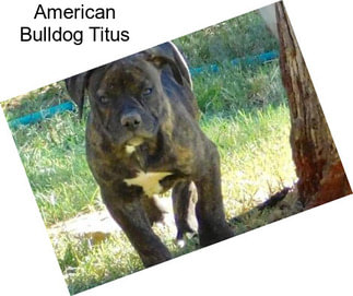 American Bulldog Titus