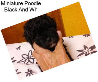Miniature Poodle Black And Wh