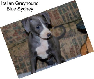 Italian Greyhound Blue Sydney