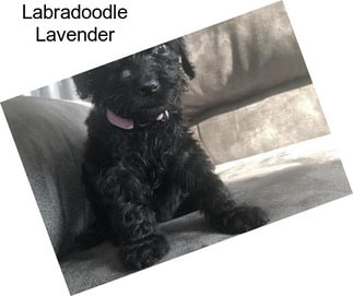 Labradoodle Lavender