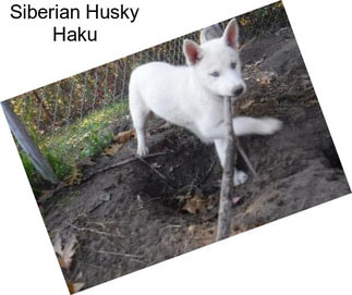 Siberian Husky Haku