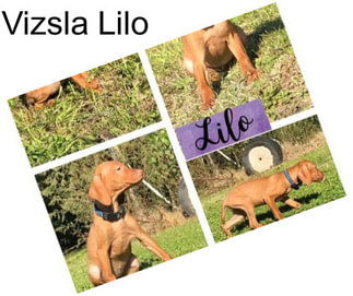 Vizsla Lilo