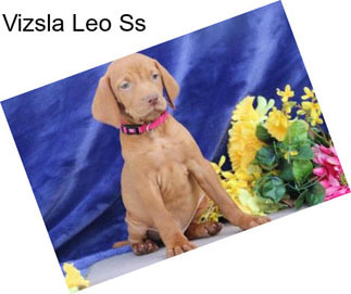 Vizsla Leo Ss