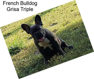 French Bulldog Grisa Triple