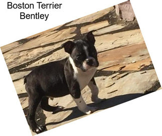 Boston Terrier Bentley