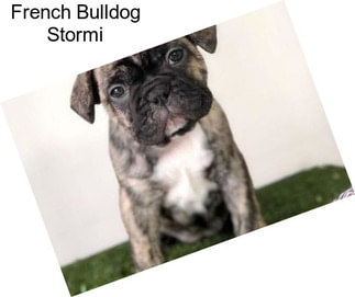 French Bulldog Stormi