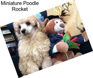 Miniature Poodle Rocket