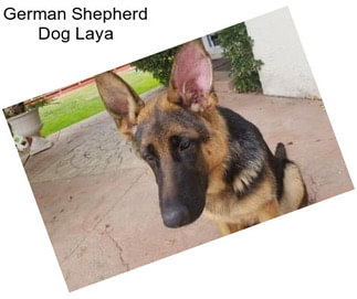 German Shepherd Dog Laya