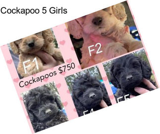 Cockapoo 5 Girls