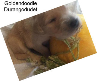 Goldendoodle Durangodudet