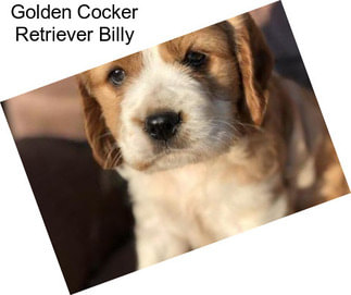 Golden Cocker Retriever Billy