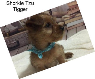 Shorkie Tzu Tigger