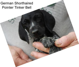 German Shorthaired Pointer Tinker Bell