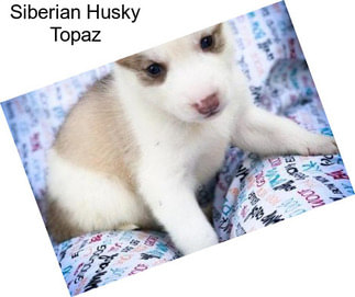 Siberian Husky Topaz