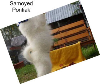 Samoyed Pontiak