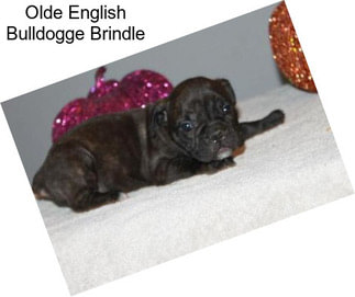 Olde English Bulldogge Brindle