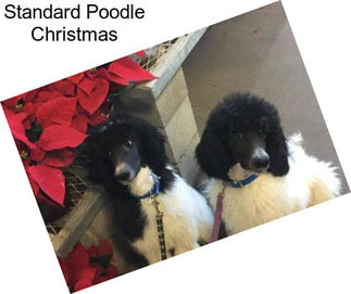 Standard Poodle Christmas