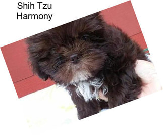 Shih Tzu Harmony