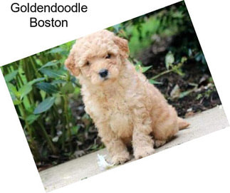 Goldendoodle Boston