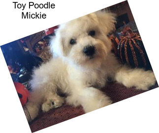 Toy Poodle Mickie