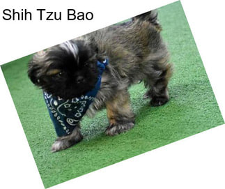 Shih Tzu Bao