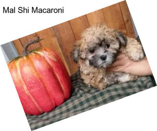 Mal Shi Macaroni