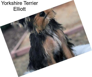 Yorkshire Terrier Elliott