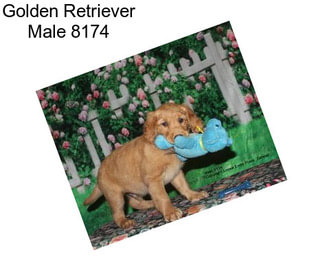 Golden Retriever Male 8174