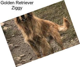 Golden Retriever Ziggy