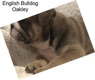 English Bulldog Oakley