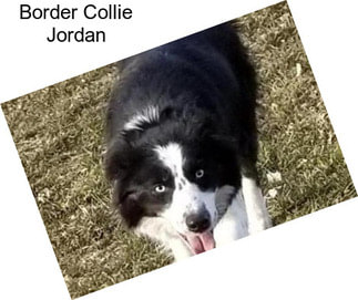 Border Collie Jordan
