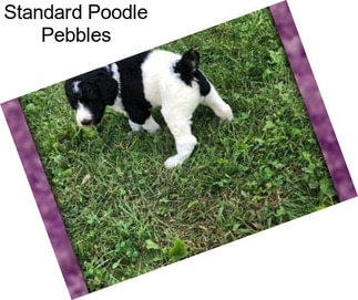 Standard Poodle Pebbles